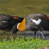 Beautiful Birds Make MRIS Home! ducks